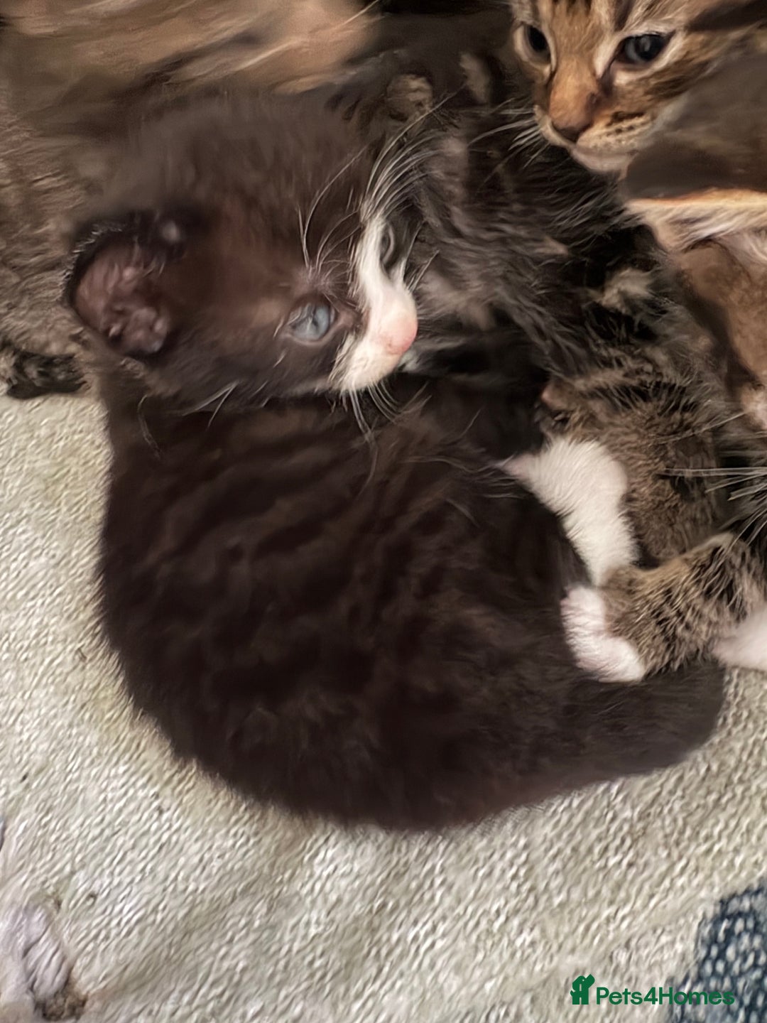 British Shorthair cats for sale: 3 little boy kittens  - Image 3