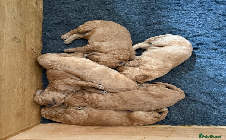 Irish Doodle dogs - Advert 2