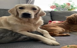 Golden Retriever dogs for sale: Remarkable Golden Retriever Puppies - Image 6