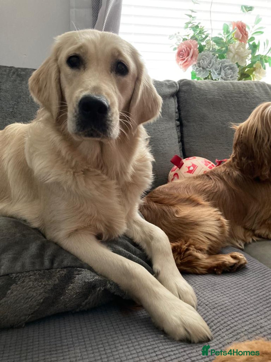 Golden Retriever dogs for sale: Remarkable Golden Retriever Puppies - Image 6