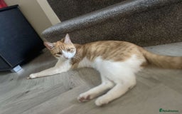 Mixed Breed cats for sale: Tails in need of new home  - Image 1