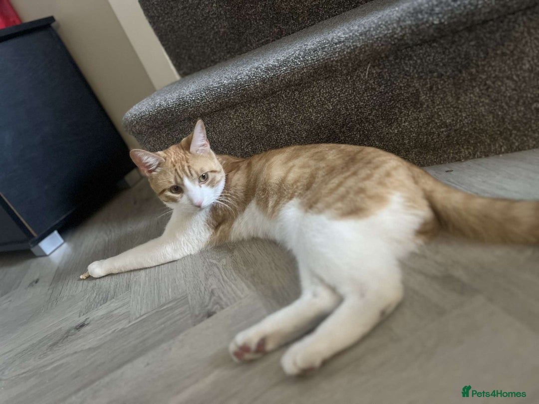 Mixed Breed cats for sale: Tails in need of new home  - Image 1