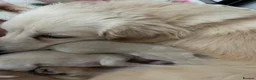 Miniature Dachshund dogs for sale: Cream miniature dachshund  - Advert 1