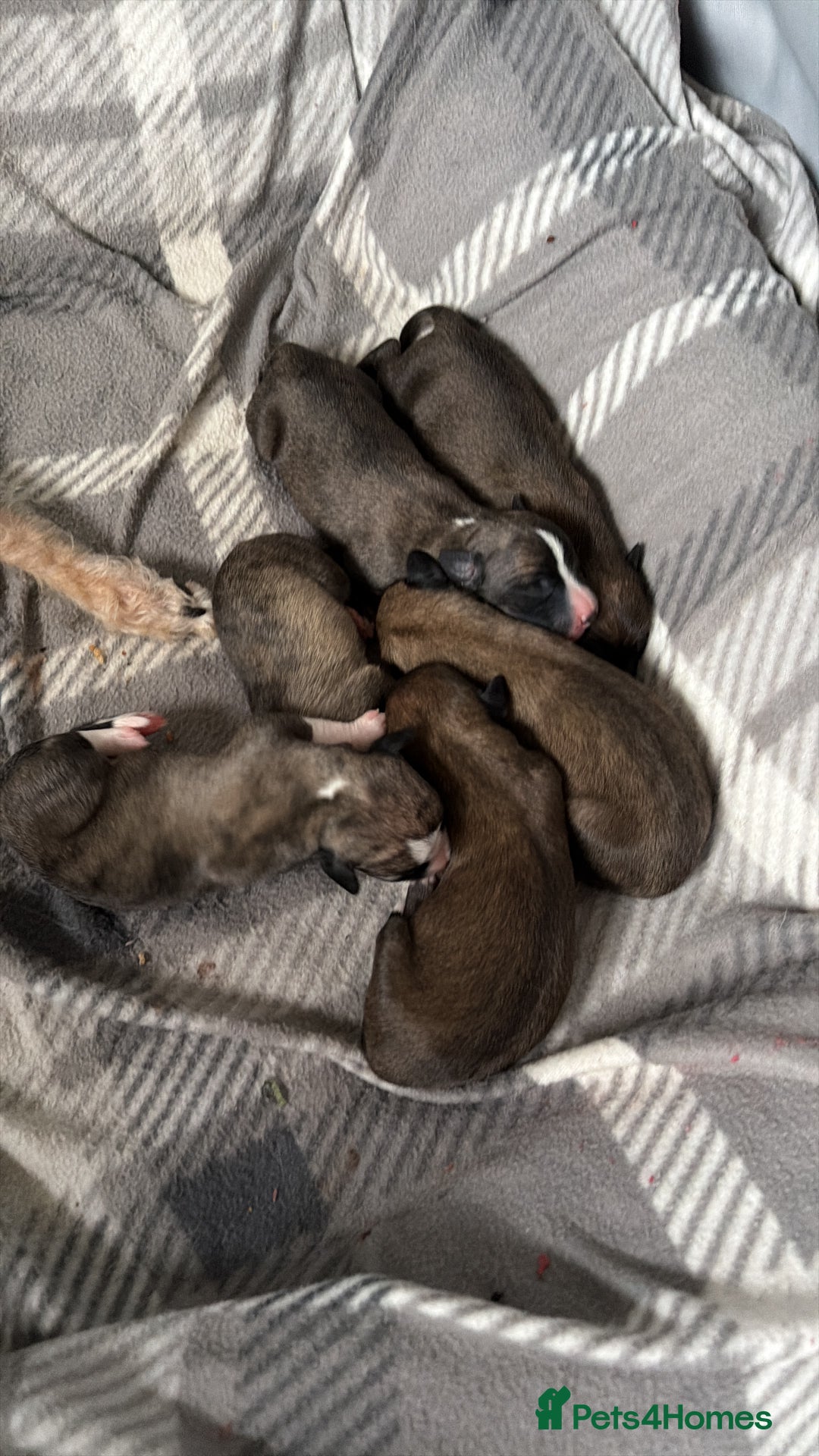 Mixed Breed dogs for sale: Bedlington x Whippet - Advert 5