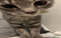 Mixed Breed cats for sale: Smoke is looking for a new home  - Image 2