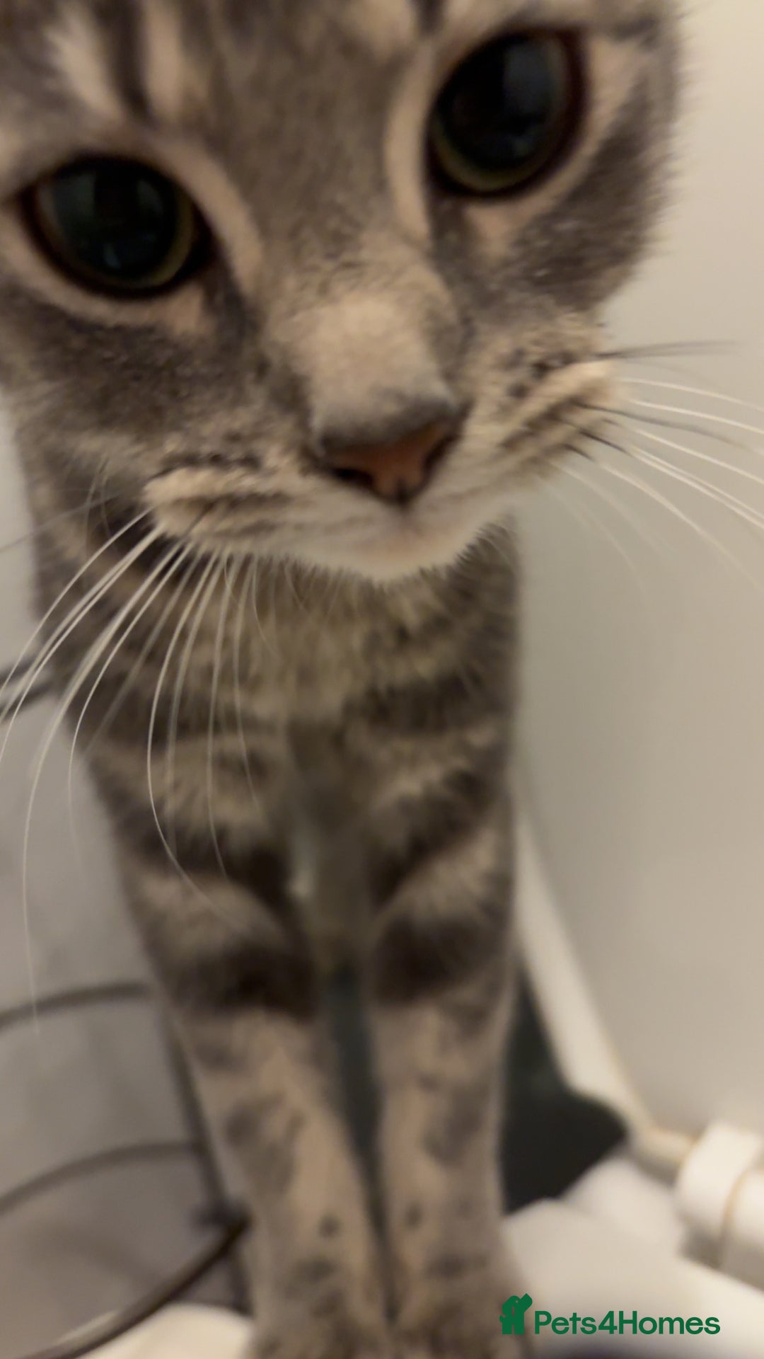 Mixed Breed cats for sale: Smoke is looking for a new home  - Image 2