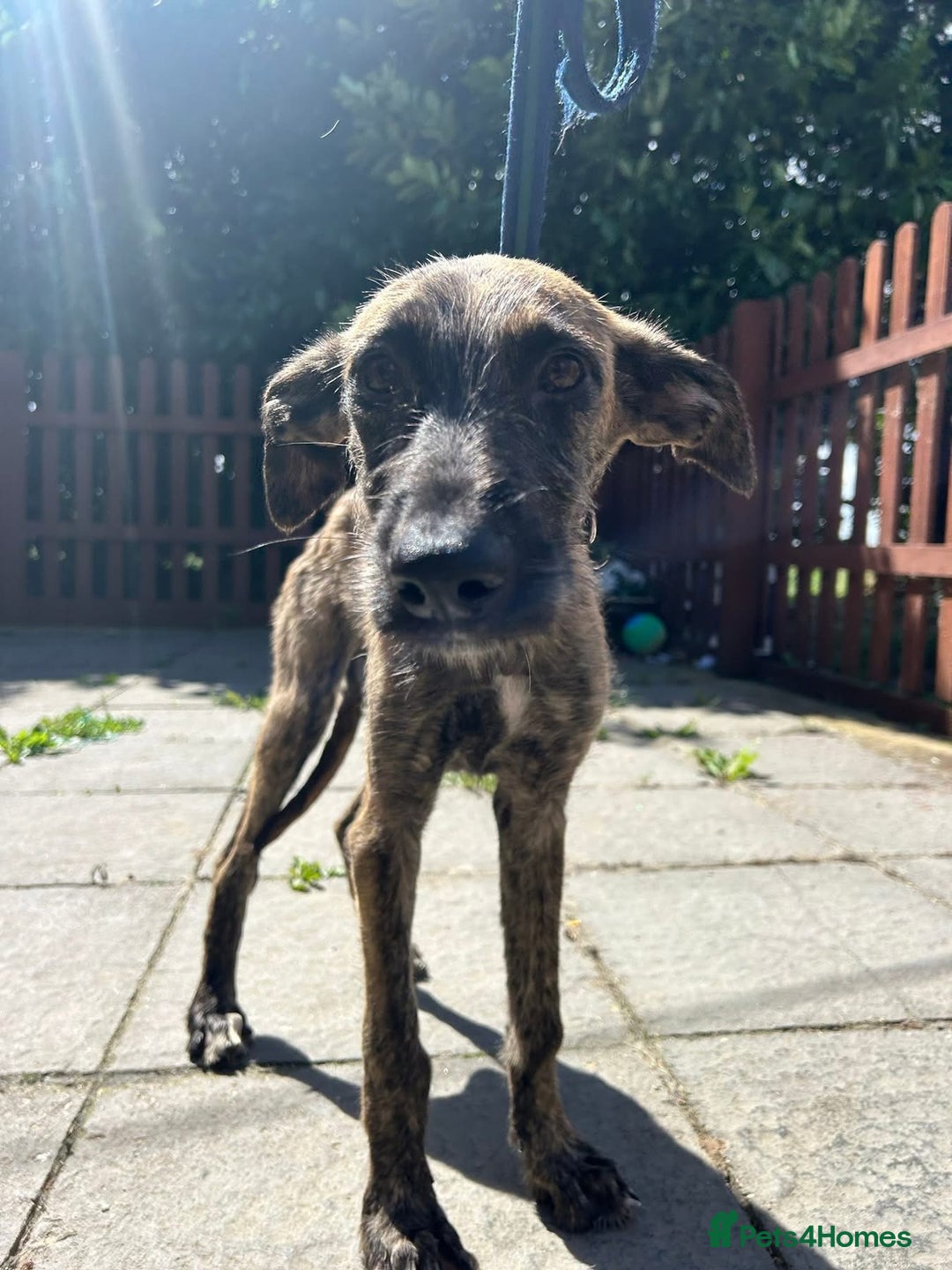 Mixed Breed dogs for adoption: Dawn - Norwich Norfolk  - Image 4