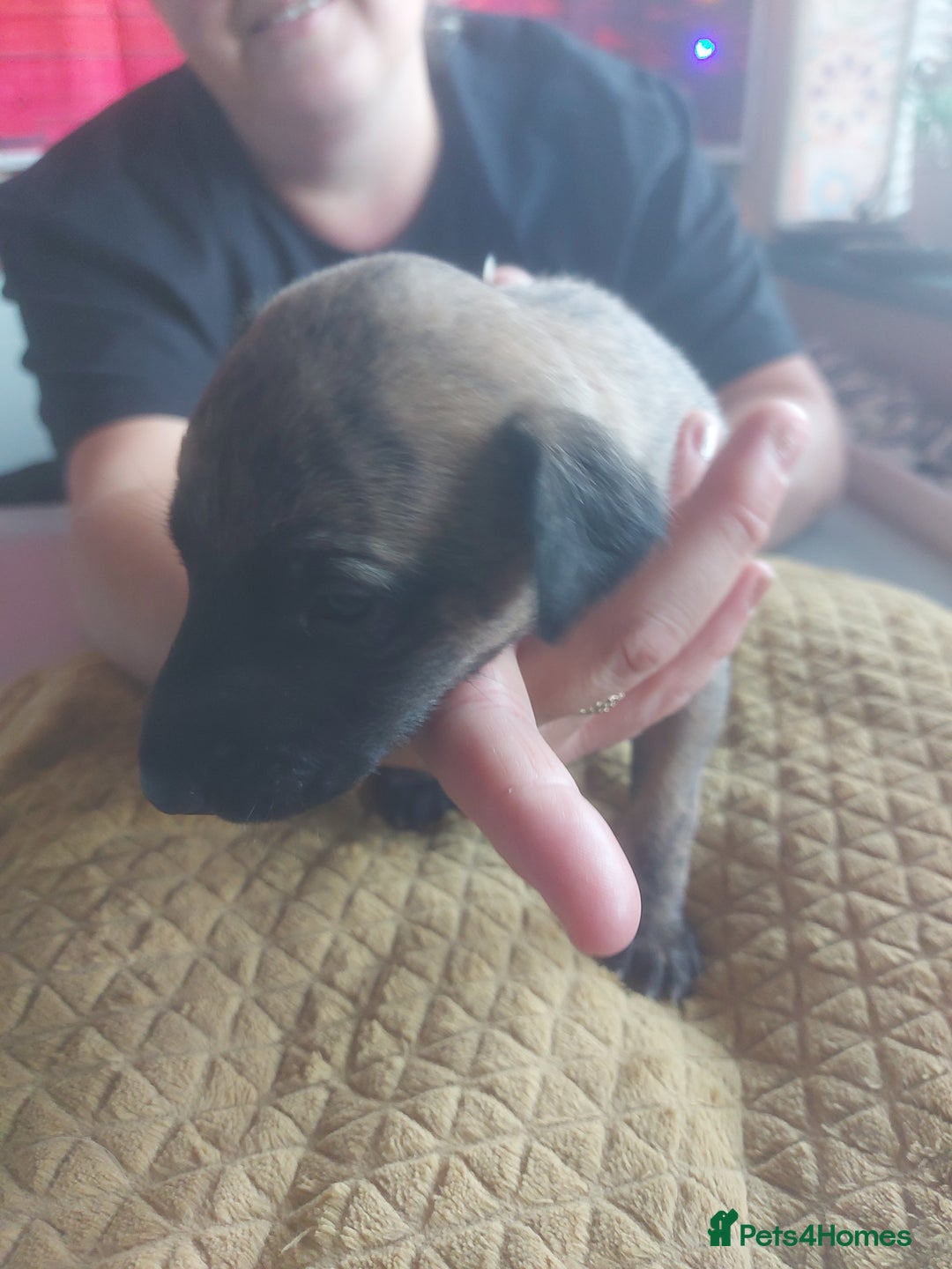 Whippet dogs for sale: Whippet Puppies - Image 10