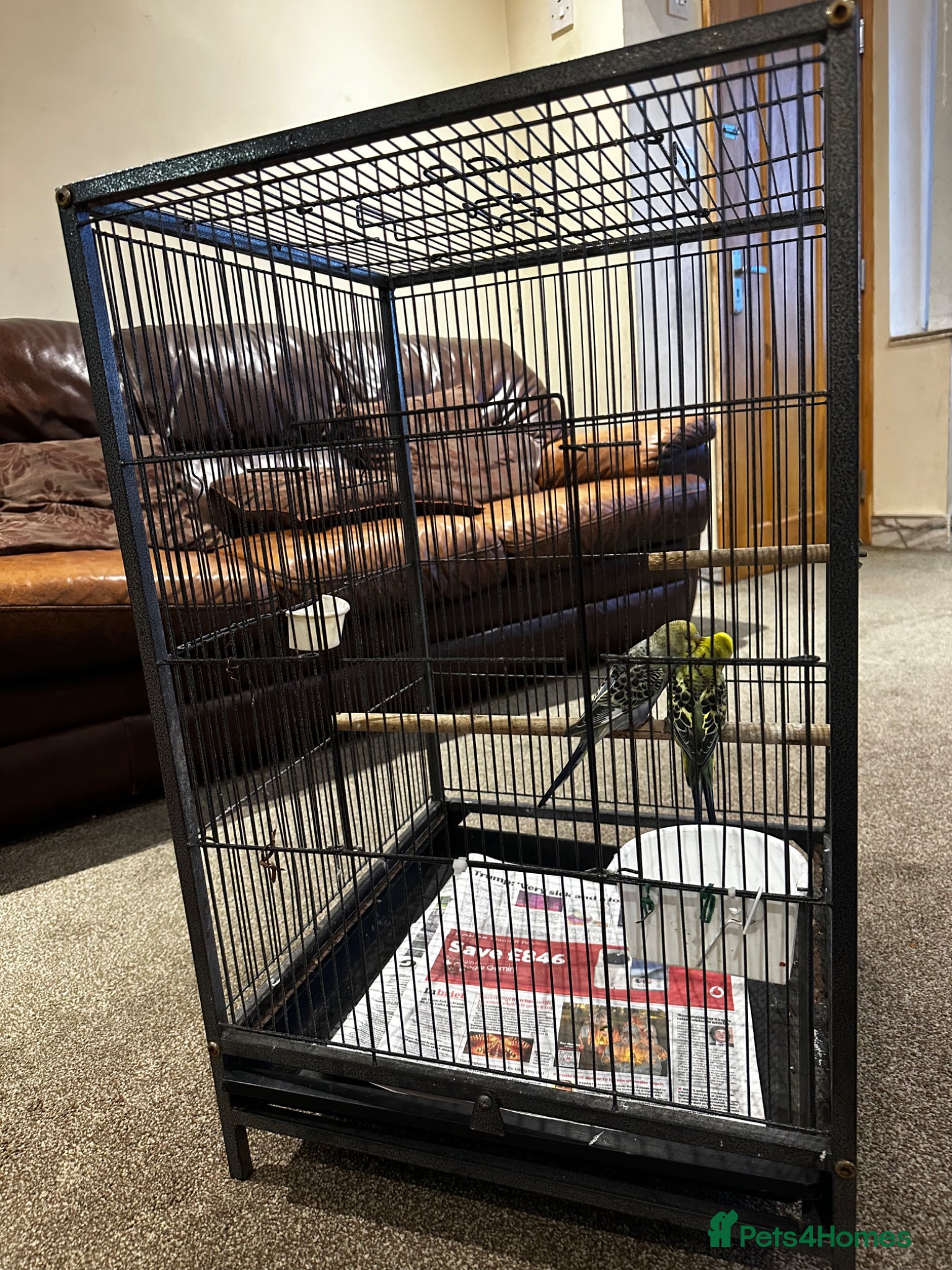 Budgerigars birds Rare colour budgies with cage and accessories  - Advert 17