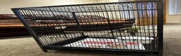 Budgerigars birds for sale: Rare colour budgies with cage and accessories  in Bradford - Advert 1