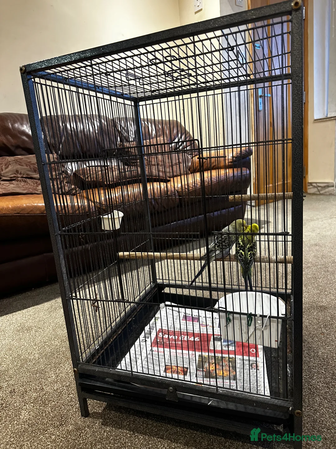 Budgerigars birds for sale: Rare colour budgies with cage and accessories  in Bradford - Advert 1