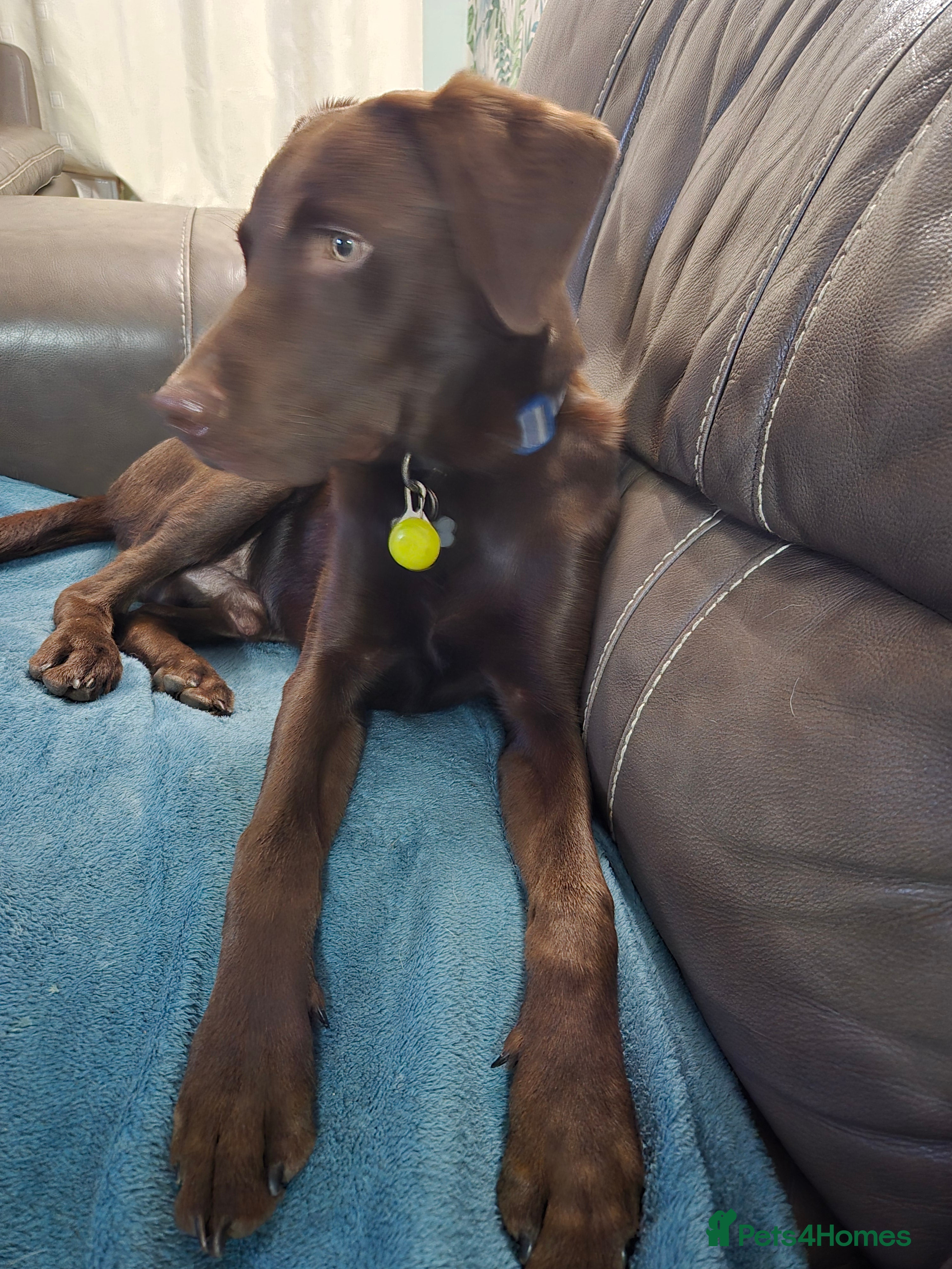 Labrador Retriever dogs Chocolate labrador for stud  in Loughborough - Advert 5