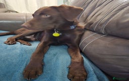 Labrador Retriever dogs for stud: Chocolate labrador for stud  in Loughborough - Image 1