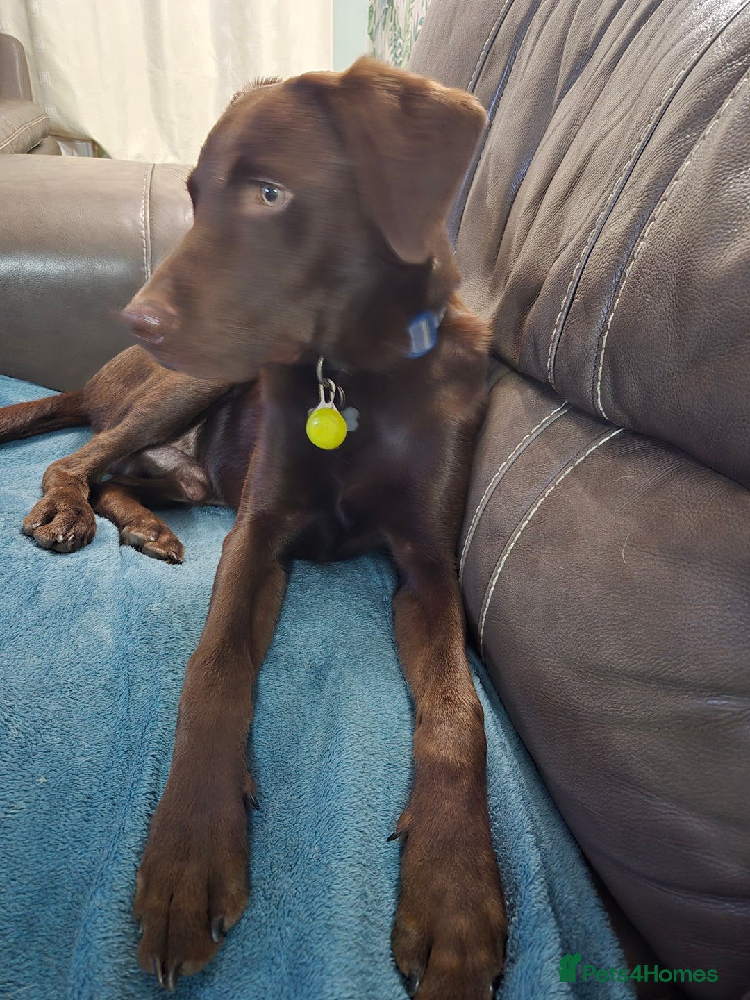 Labrador Retriever dogs for stud: Chocolate labrador for stud  in Loughborough - Image 1