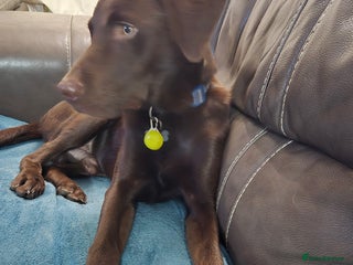 Labrador Retriever dogs in Loughborough - Advert 11