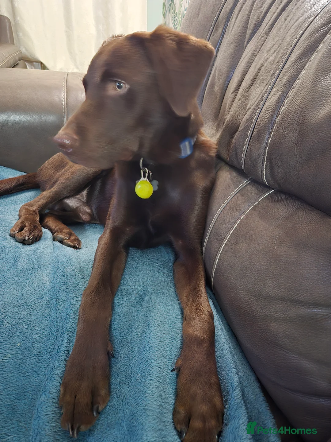 Labrador Retriever dogs for stud: Chocolate labrador for stud  in Loughborough - Advert 1