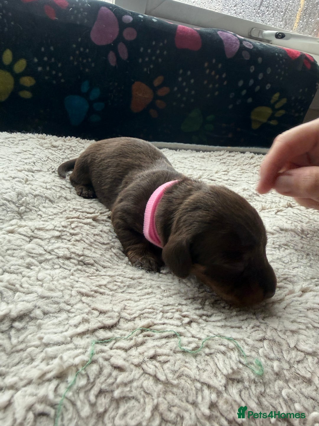Miniature Dachshund dogs for sale: Miniature daxies - Advert 13