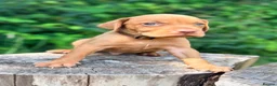 Hungarian Vizsla dogs for sale: KC Reg Hungarian Vizsla pups Hip/Elbow DNA Tested - Advert 37