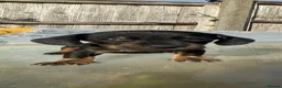 Dachshund dogs for sale: Stunning mini dachshunds  - Advert 13