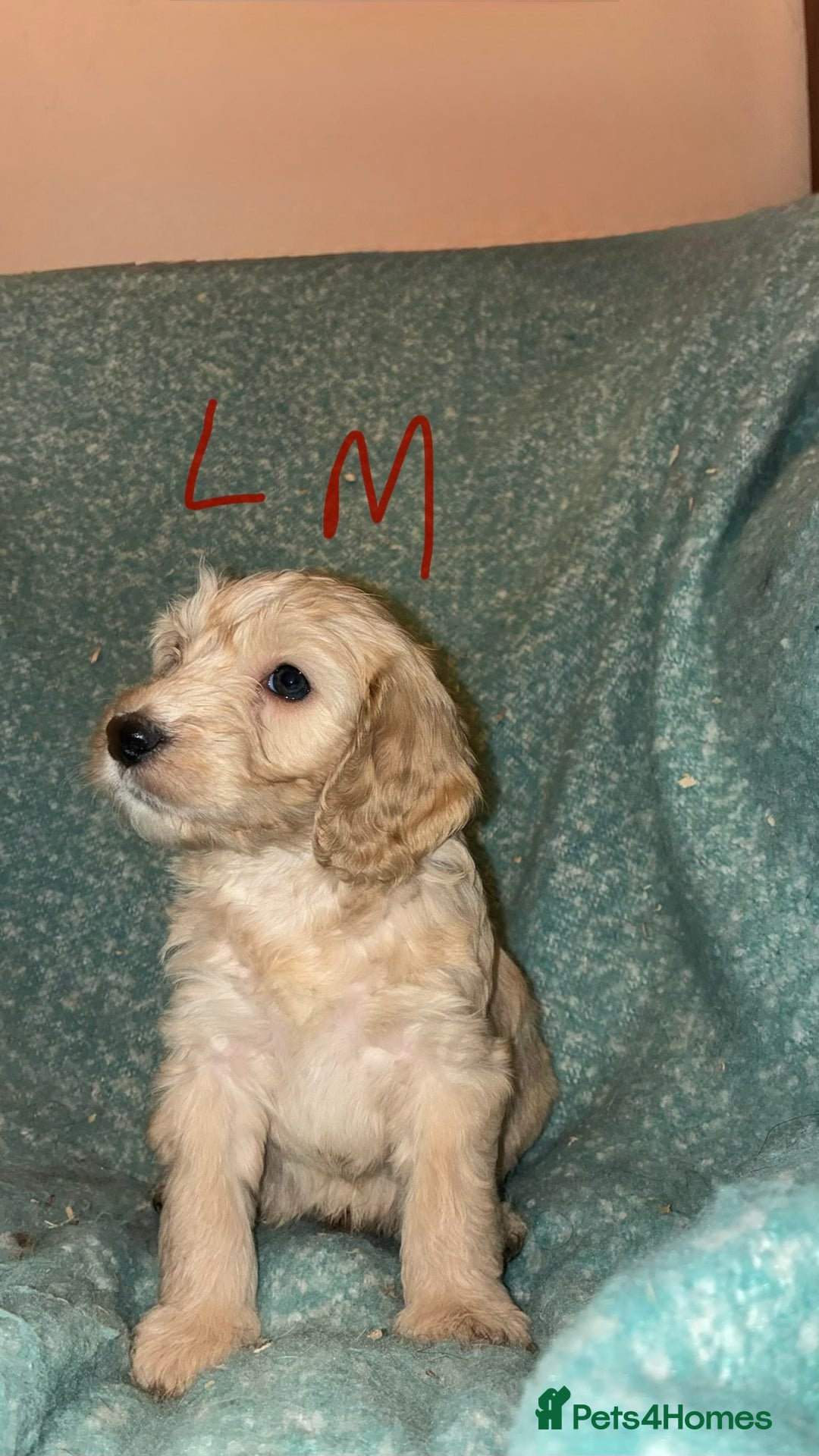 Cockapoo dogs for sale: Healthy beautiful puppies  - Advert 5