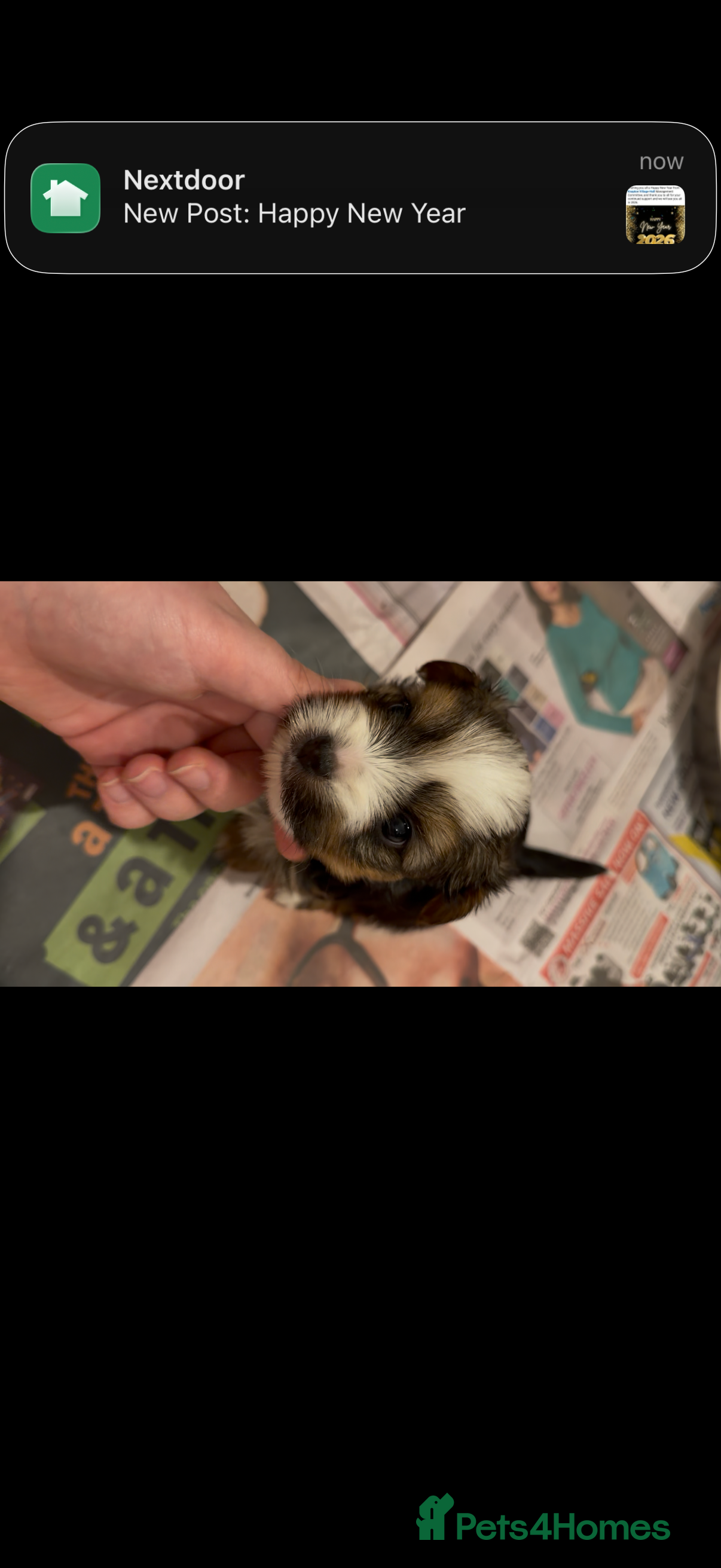 Mixed Breed dogs biewer x yorki puppies - Advert 1