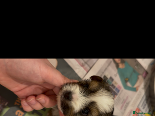 Mixed Breed dogs biewer x yorki puppies - Advert 1