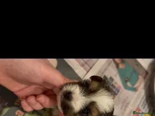 Mixed Breed dogs biewer x yorki puppies - Advert 15