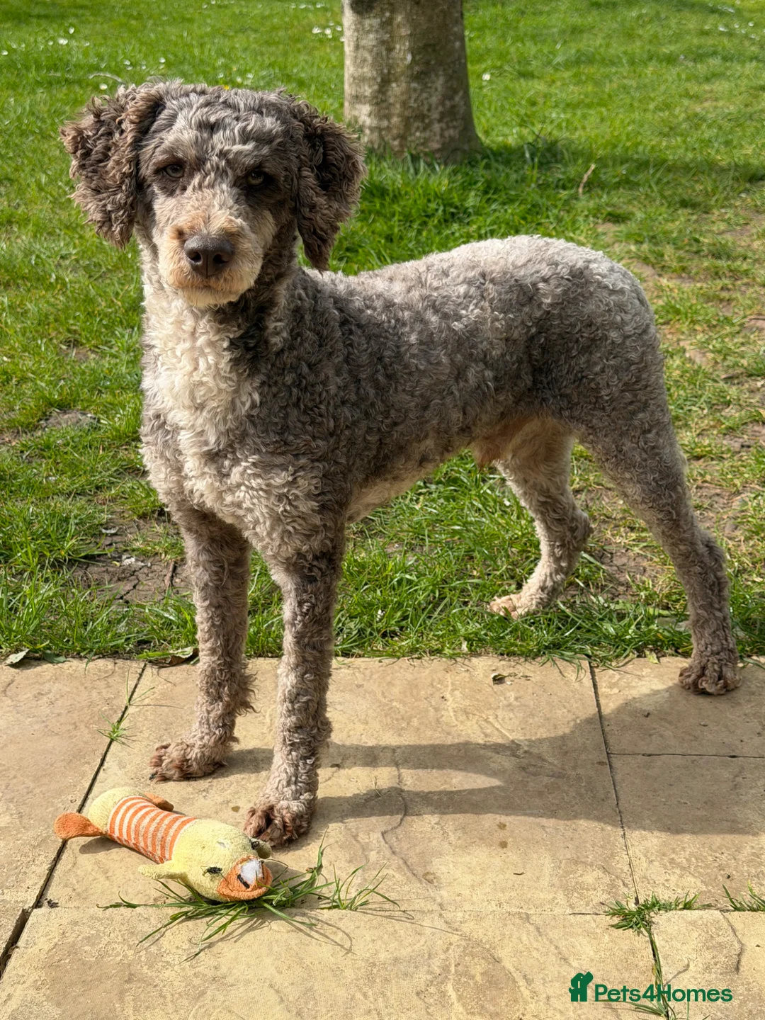Miniature Poodle dogs for stud: Chocolate Merle Miniature Poodle Fully DNA Tested - Advert 2