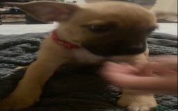 Mixed Breed dogs for sale: 6 French bulldog x jack russel pups for sale - Image 4