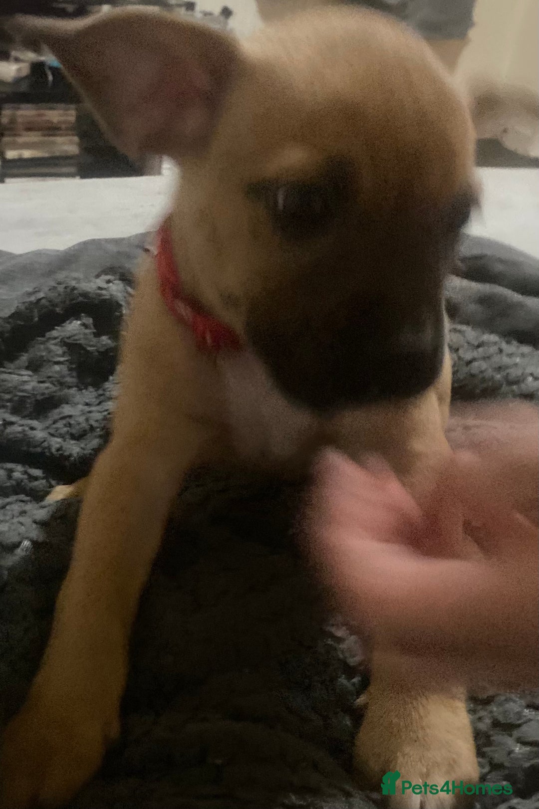 Mixed Breed dogs for sale: 6 French bulldog x jack russel pups for sale - Image 4