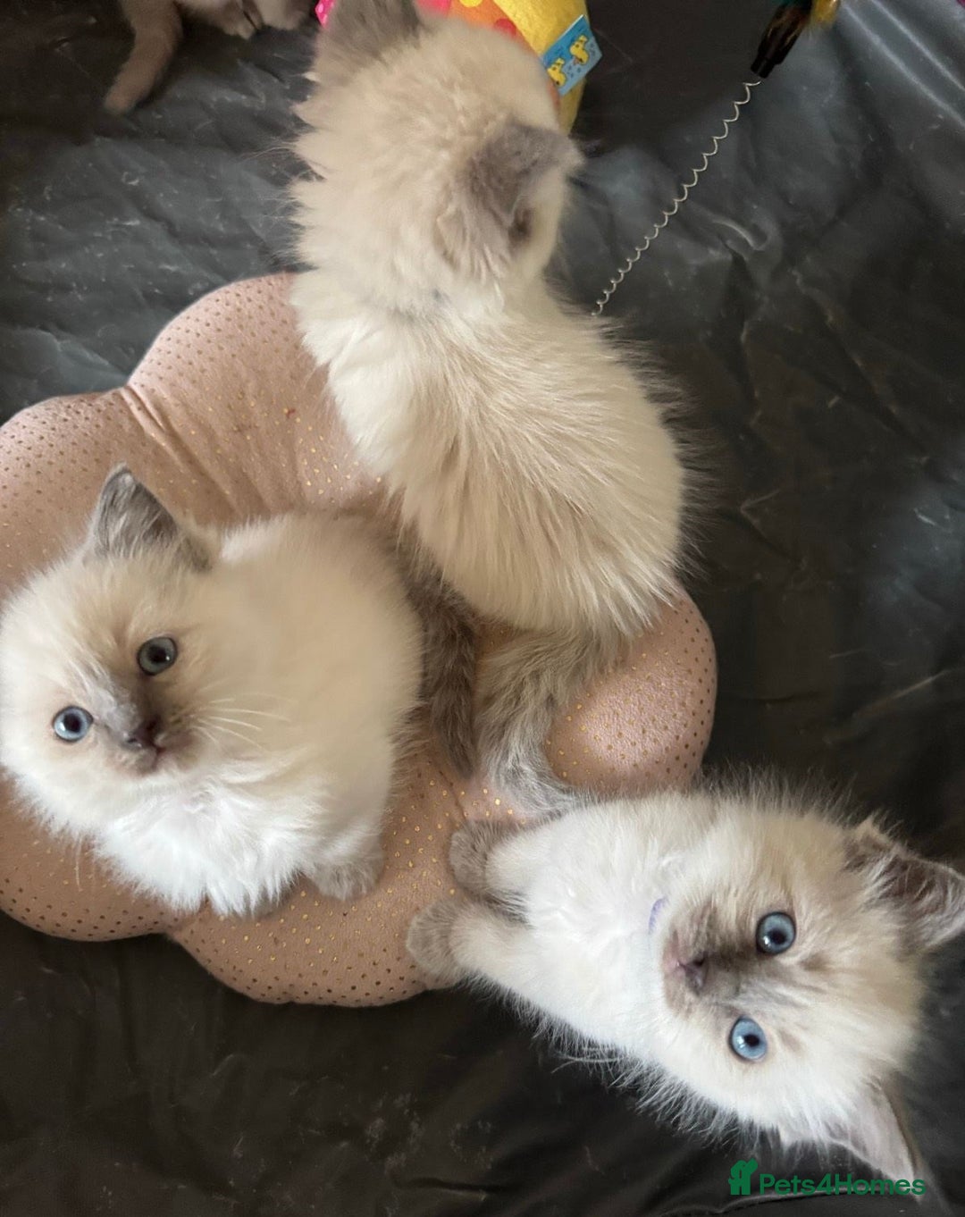 Ragdoll cats for sale: Quality Ragdolls for perfect homes - Image 4