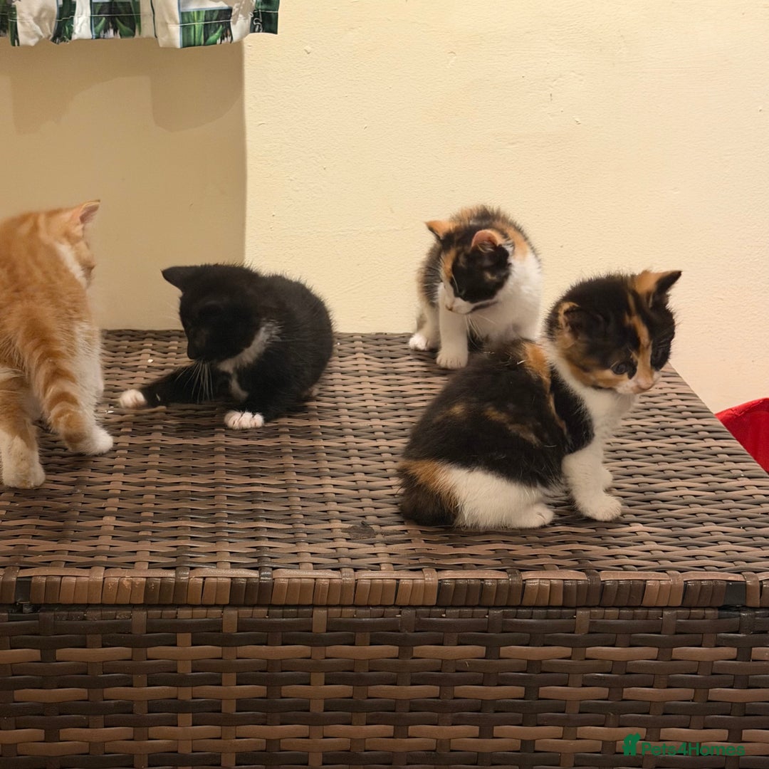 Mixed Breed cats for sale: Kittens for sale – 3 boys and 4 girls 🐾 - Advert 4