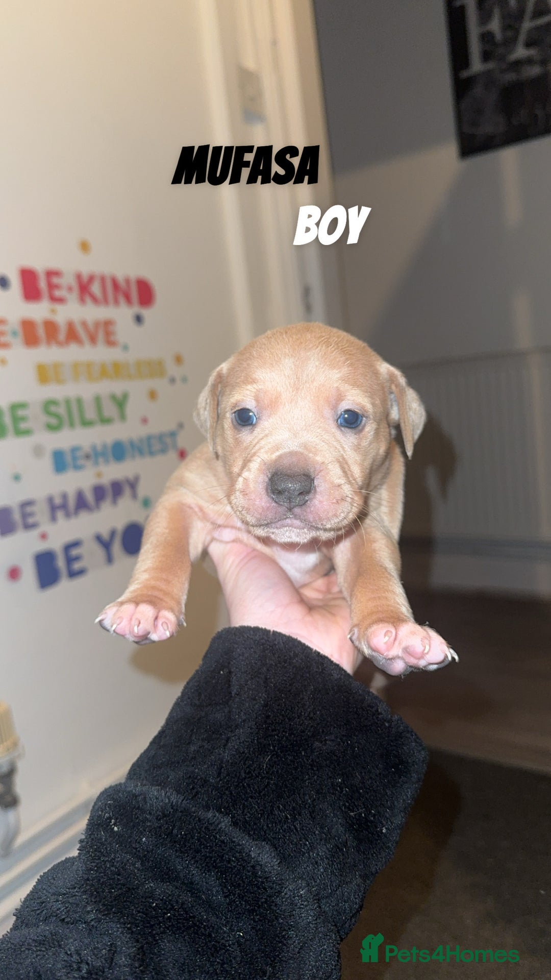 Mixed Breed dogs for sale: 7 Beautiful Staffys left - Advert 6