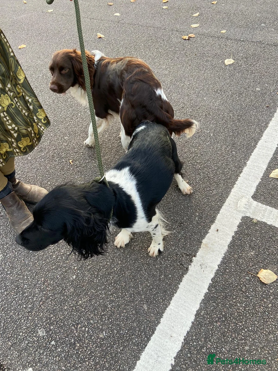 English Springer Spaniel dogs for stud: Working English Springer Spaniel Stud Health Test in Chelmsford - Advert 23