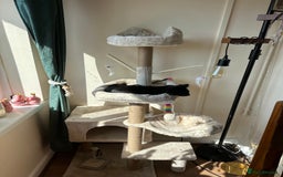 Mixed Breed cats for sale: Playful boy looking for his forever home - Image 3