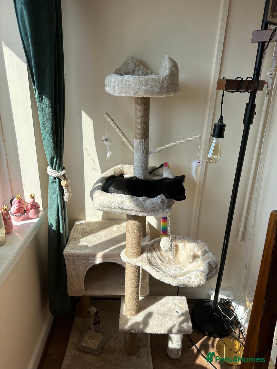Mixed Breed cats for sale: Playful boy looking for his forever home - Image 3
