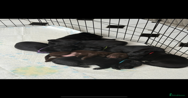 Labrador Retriever dogs - Advert 4