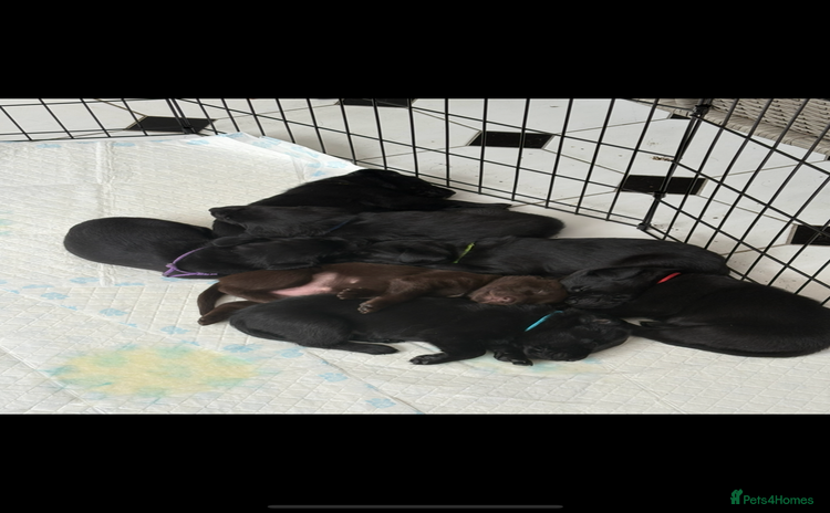 Labrador Retriever dogs - Advert 1