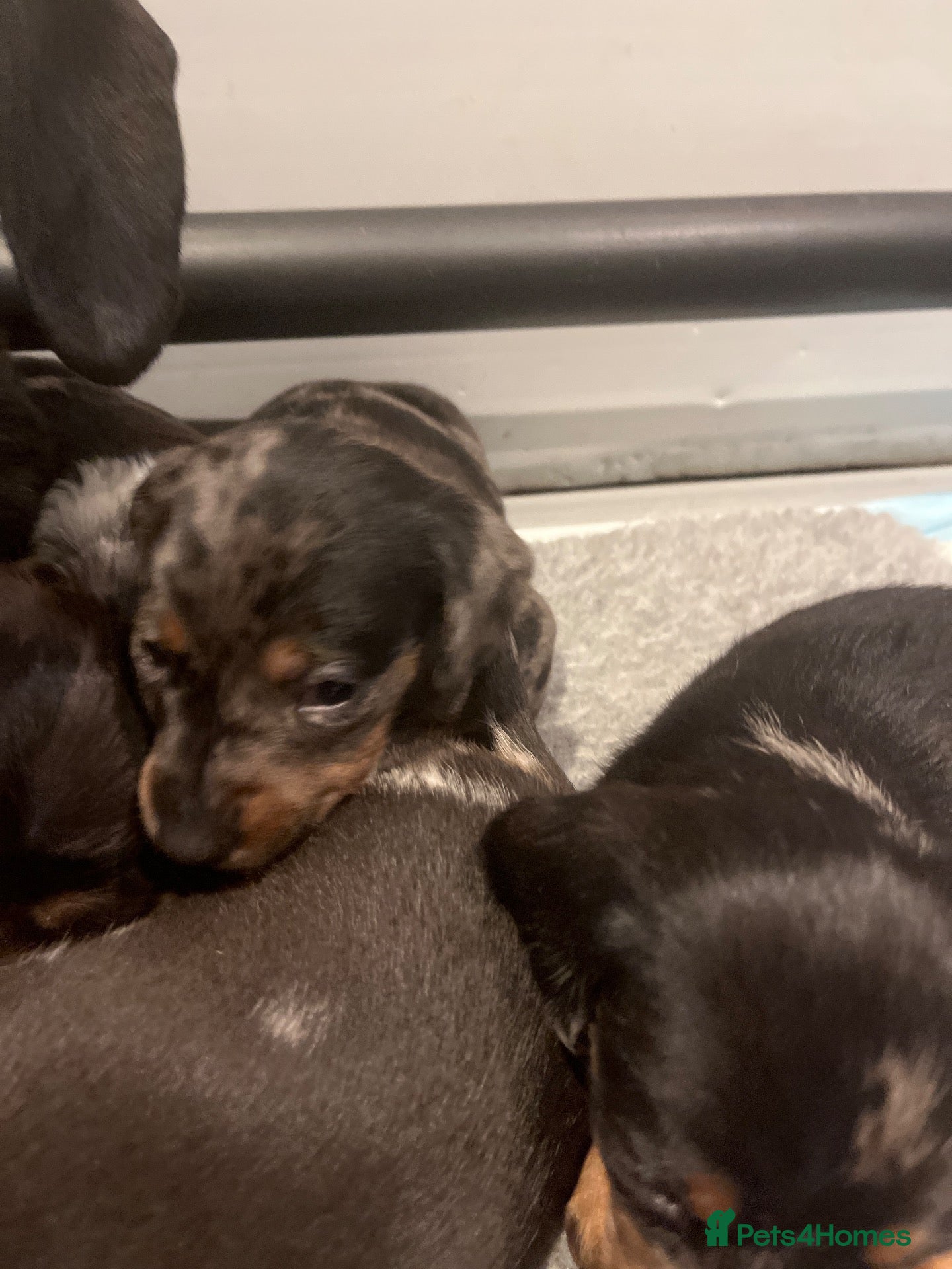 Miniature Dachshund dogs for sale: Gorgeous miniature Daschund puppies - Advert 2