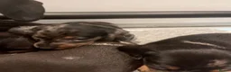Miniature Dachshund dogs for sale: Gorgeous miniature Daschund puppies - Advert 1