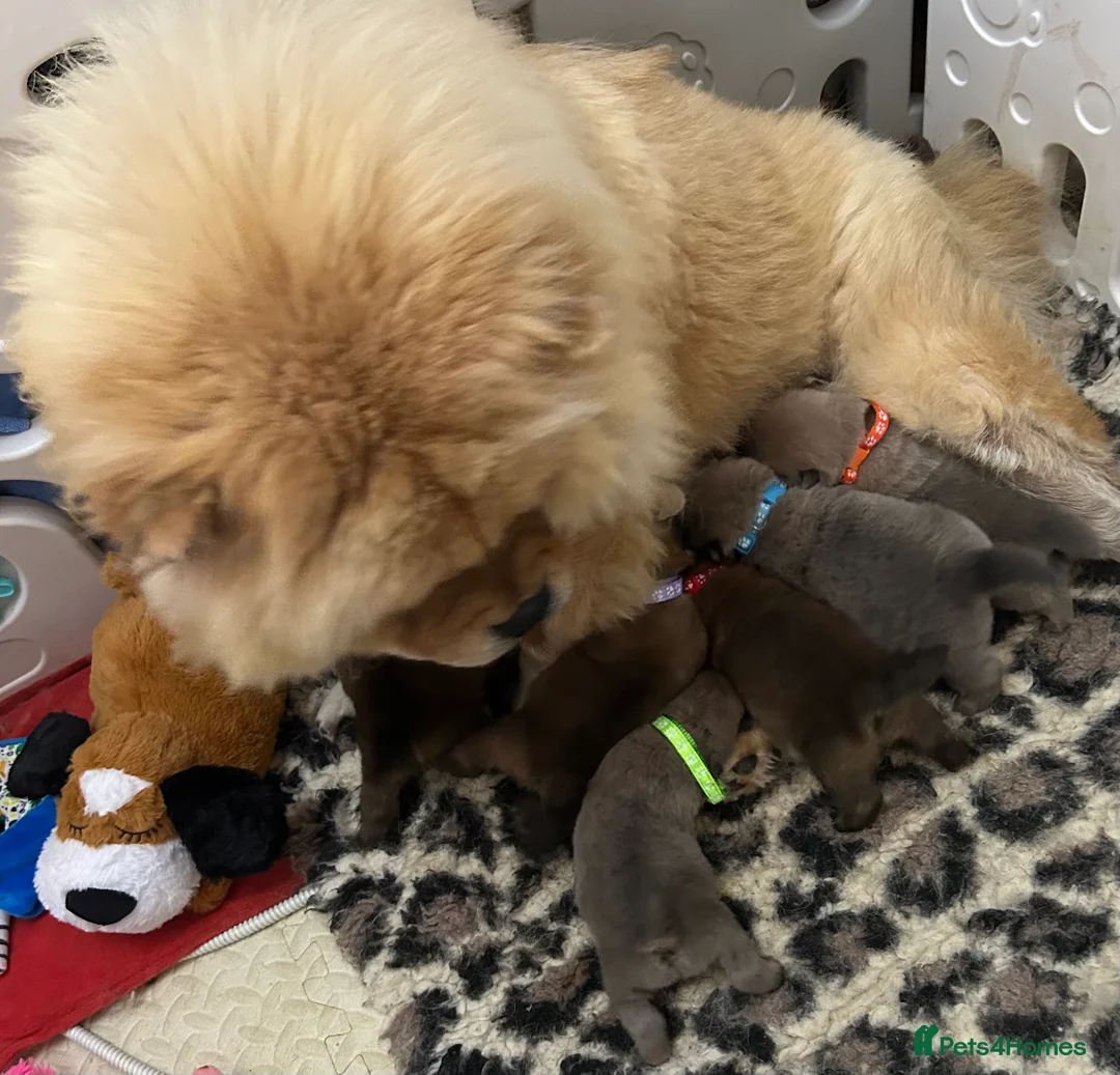 Chow Chow dogs for sale: 7 Stunning Chow Chow Puppies - Advert 2