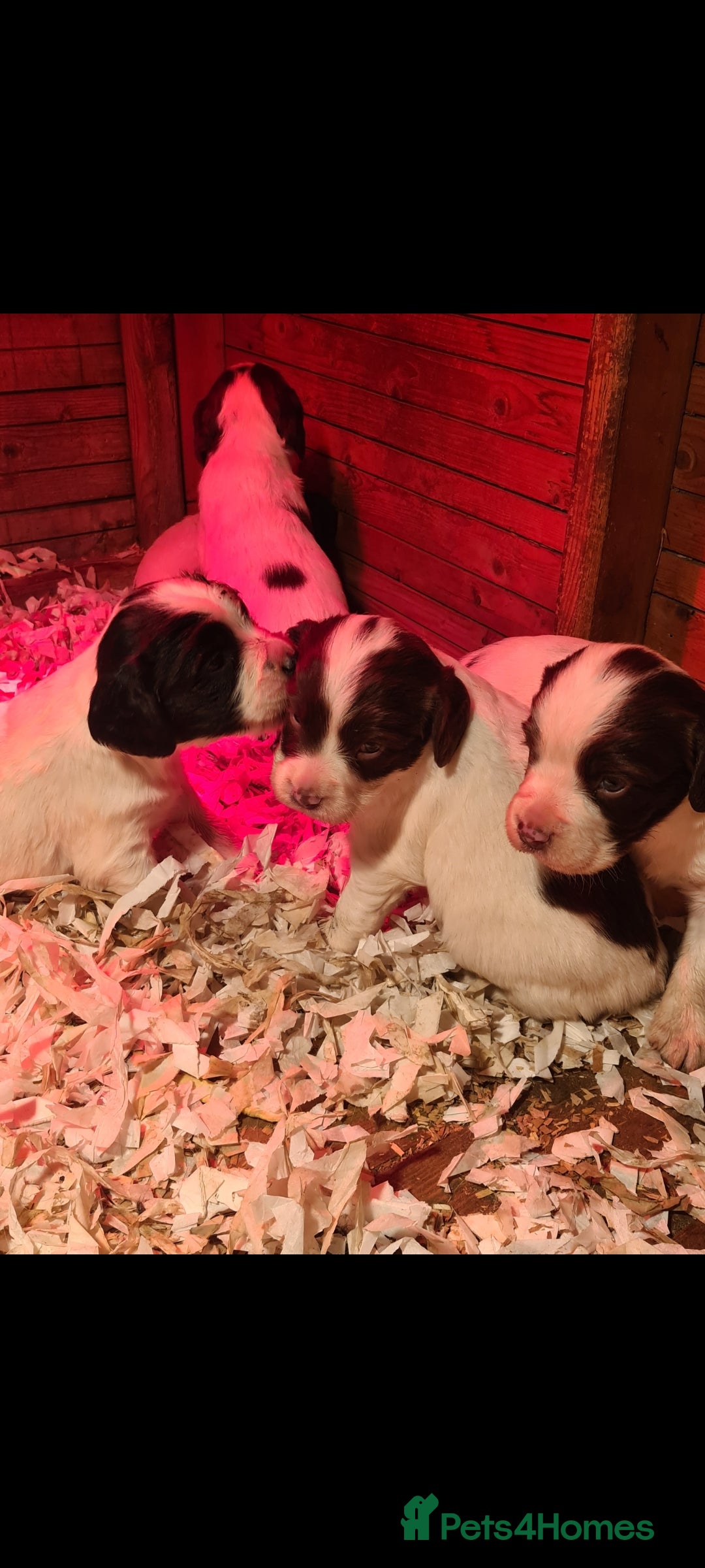 English Springer Spaniel dogs for sale: English springer spaniel pups - Advert 5