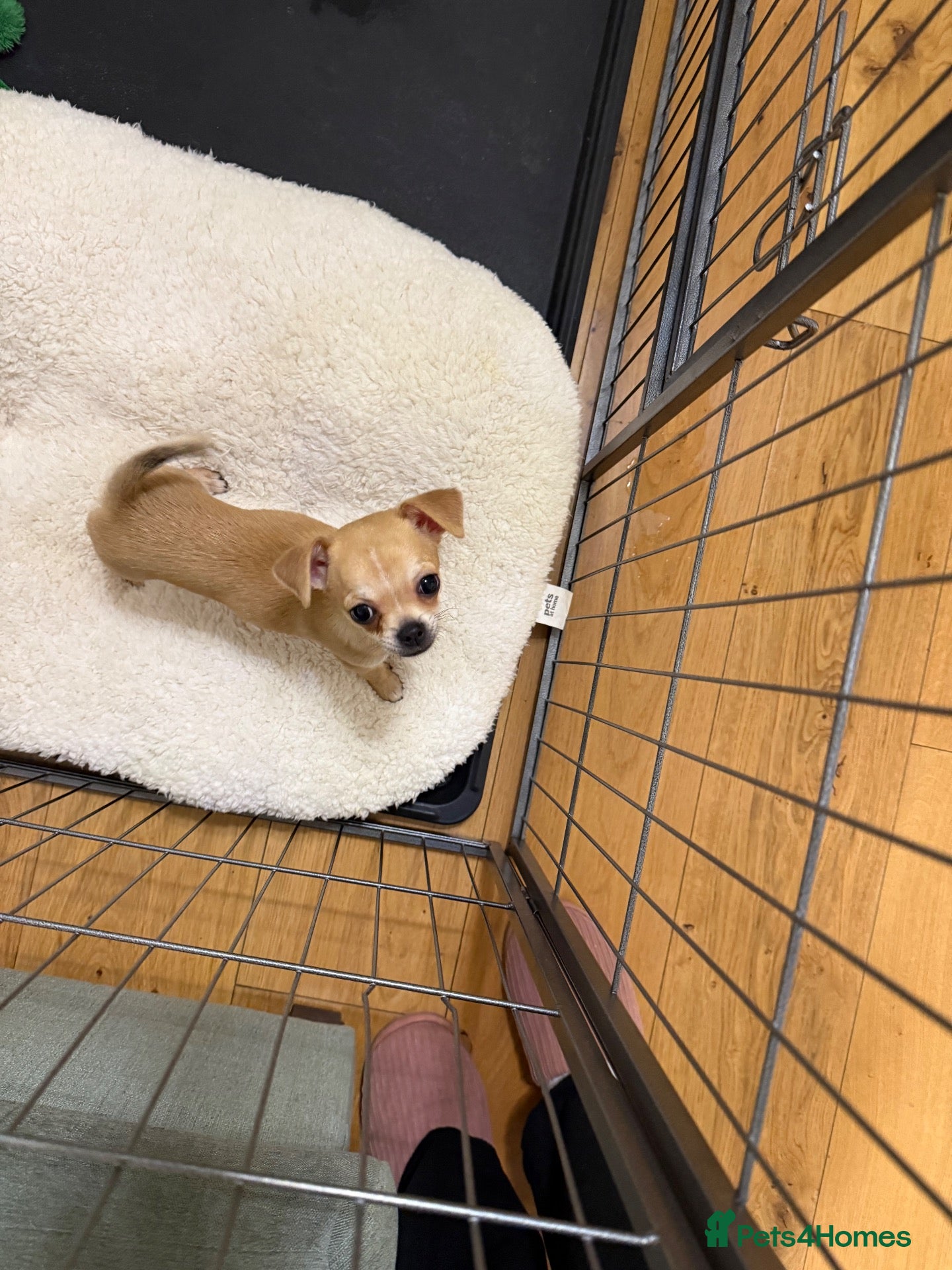 Chihuahua dogs Gorgeous male Chi Pup - Advert 2