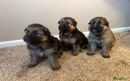 German Shepherd dogs for sale: KC Registered German Shepherd Puppies - Image 2