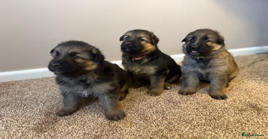 German Shepherd dogs - Advert 9