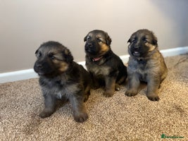 German Shepherd dogs - Advert 3