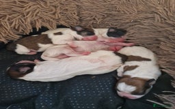 Shih Tzu dogs for sale: Puppies for sale 4 female and one male  - Image 2