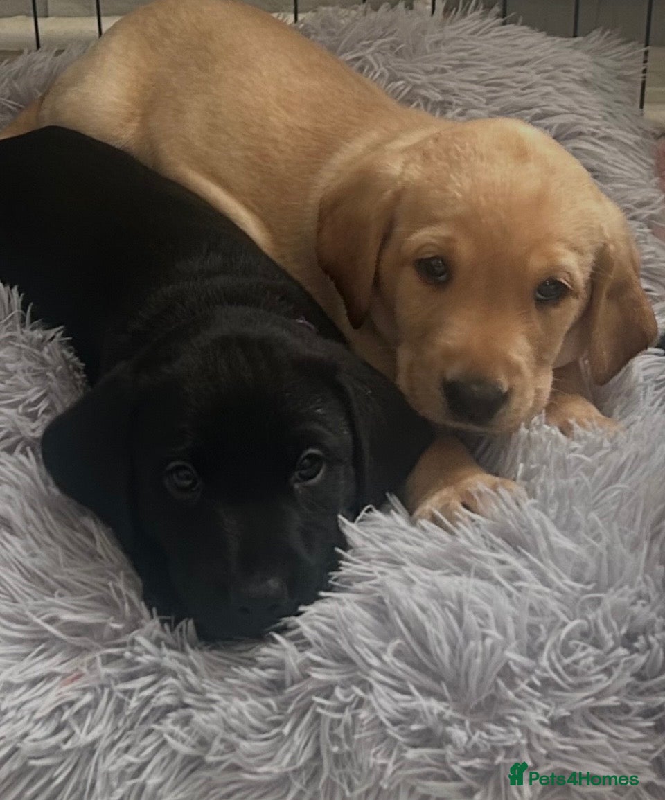 Labrador Retriever dogs 2 Labrador puppies ready now - Advert 5