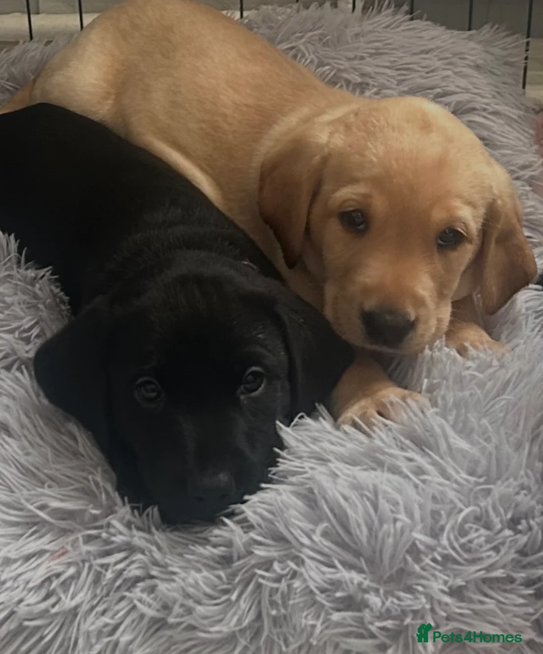 Labrador Retriever dogs for sale: 2 Labrador puppies ready now in Bournemouth - Advert 1