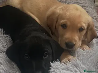 Labrador Retriever dogs 1 Labrador puppy ready now - Advert 16